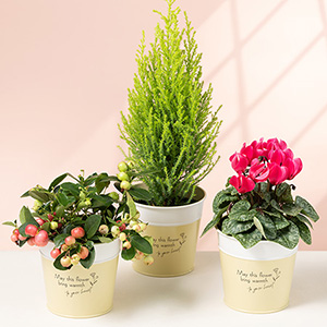 鉢植え「エンジョイ!クリスマス」