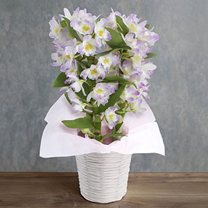 お正月 鉢植え「デンドロビウム リセ」