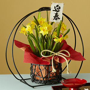 お正月 鉢植え「春の香り ミニ水仙」