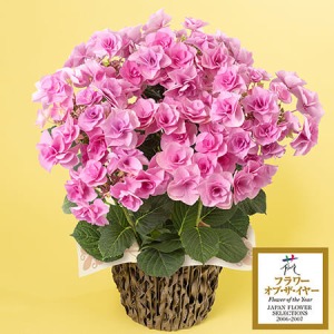 ��̓��@���A���u�A�W�T�C�@�t�F�A���[�A�C�v