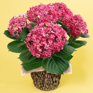 ��̓��@���A���u���������z�ԁ@�؂����v