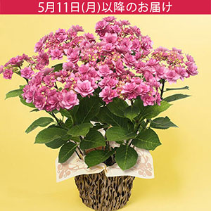 ��̓��@���A���u�u�[�P�炫�A�W�T�C�@�q�~�R�v