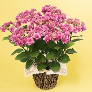 ��̓��@���A���u�u�[�P�炫�A�W�T�C�@�q�~�R�v