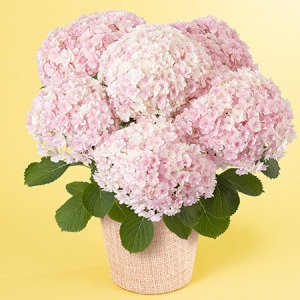 ��̓��@���A���u�A�W�T�C�@�~���t�B�I���v