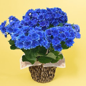 母の日 鉢植え「アジサイ フェザーブルー」