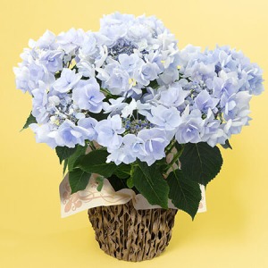 母の日 鉢植え「アジサイ ポージーブーケノーブル」