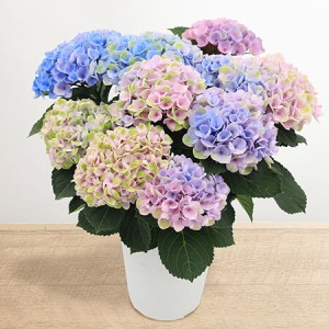 ��̓��@���A���u�ȂȂ���A�W�T�C �}�W�J�����{�����[�V�����e���C���{�[�e�v