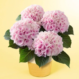 ��̓��@���A���u�A�W�T�C�@�R�b�g���L�����f�B�v