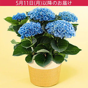 ��̓��@���A���u�A�W�T�C�@�}�W�J�����{�����[�V�����v