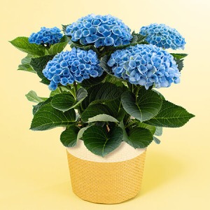 ��̓��@���A���u�A�W�T�C�@�}�W�J�����{�����[�V�����v