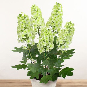 母の日 鉢植え「プレミアムアジサイ かしわ葉アジサイ」