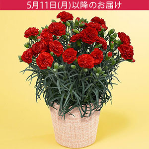 母の日　鉢植え「真っ赤なカーネーション　カンタービレ」