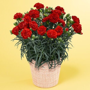 ��̓��@���A���u�^���ԂȃJ�[�l�[�V�����@�J���^�[�r���v