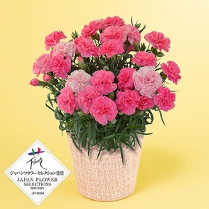 ��̓��@���A���u�t���O�����X�J�[�l�[�V�����@�ЂȂ����5���v