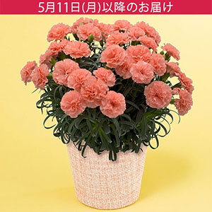 母の日　鉢植え「幸せのカーネーション　メープルシフォン」