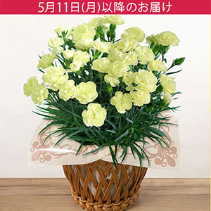 ��̓��@���A���u���Ђ��܃J�[�l�[�V�����@�������A�C�X�v