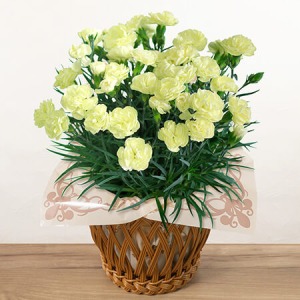 ��̓��@���A���u���Ђ��܃J�[�l�[�V�����@�������A�C�X�v