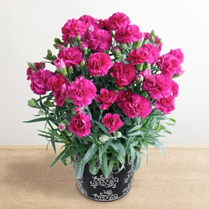 ��̓��@���A���u���C�����J�[�l�[�V�����@���W�J�v