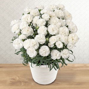 鉢植え「お母さんを偲ぶ白いカーネーション」