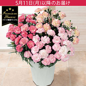 母の日　鉢植え「小久保さんのプレミアムカーネーション　パステルミックス」