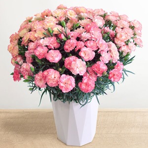 ��̓��@���A���u���v�ۂ���̃v���~�A���J�[�l�[�V�����@�p�X�e���~�b�N�X�v