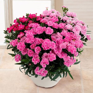 母の日 鉢植え「登坂さんのプレミアムカーネーション スイーツミックス」