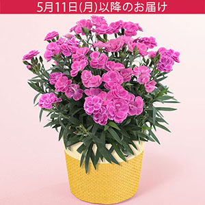 ��̓��@���A���u�K�[�f���J�[�l�[�V�����@�X�C�[�c���C���b�N�v