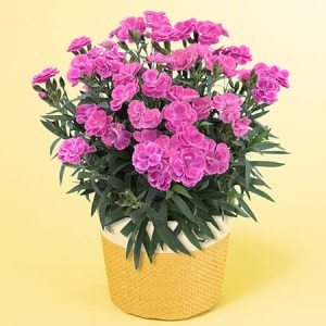 ��̓��@���A���u�K�[�f���J�[�l�[�V�����@�X�C�[�c���C���b�N�v