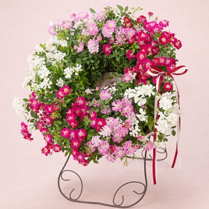 ��̓��@���A���uWelcome�@Rose�v