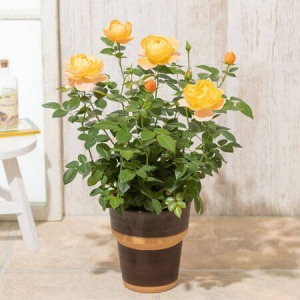 ��̓��@���A���u�~�j�o���@�W���[�V�[�e���b�c�@�v