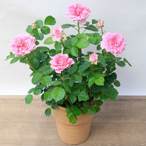 ��̓��@���A���u�~�j�o���@�X�B�[�g ���[���v