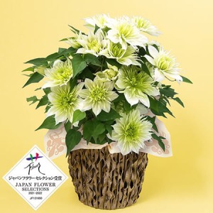 ��̓��@���A���u���d�炫�N���}�`�X�@�ؐ�v