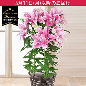 母の日 鉢植え「八重咲きリリー　カダンゴ」