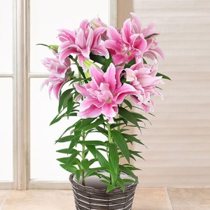 ��̓��@���A���u���d�炫�����[�@�J�_���S�v