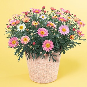 ��̓��@���A���u�ԐF�ς��}�[�K���b�g�@䕃~���N�v