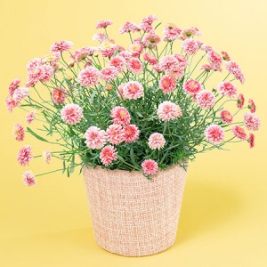 ��̓��@���A���u�|���|���炫�}�[�K���b�g�@���s������v