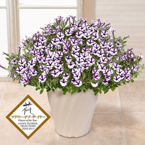 ��̓��@���A���u�X�[�p�[�`���j�A�iR�j�@�r�X�^�~�j�u���[�X�^�[�v