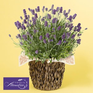 ��̓��@���A���u�����̓V�R�A���}�@���x���_�[�@�A���}�e�B�R(R)�v