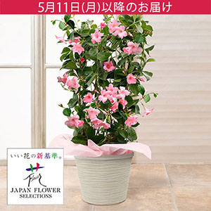 母の日 鉢植え「サンパラソル　パステルピンク」