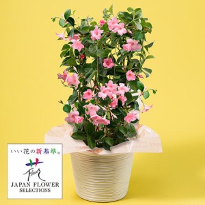 ��̓��@���A���u�T���p���\���@�p�X�e���s���N�v