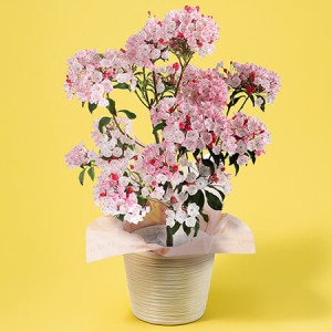 ��̓��@���A���u�J���~�A�@�I�X�{���b�h�v