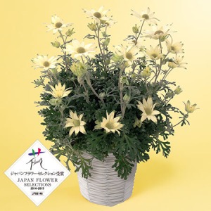 ��̓��@���A���u�t�����l���t�����[�@�t�F�A���[���[���v