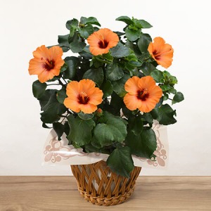 ��̓��@���A���u�n�C�r�X�J�X�@�v�`�I�����W�v