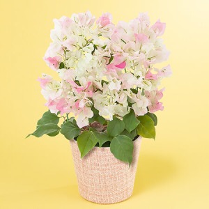 ��̓��@���A���u�u�[�Q���r���A�@�u���C�_���s���N�v