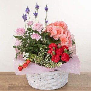 ��̓��@�񂹔��u�}���Y�E�o�X�P�b�g�v