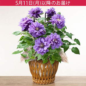 母の日 鉢植え「八重咲きクレマチス キリテカナワ」｜フラワーギフト