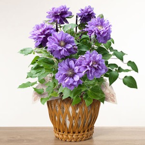 ��̓��@���A���u���d�炫�N���}�`�X�@�L���e�J�i���v