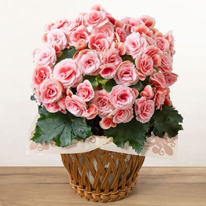 ��̓��@���A���u�o���炫�x�S�j�A�@�{���A�X�v