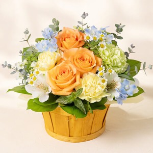 ��̓��@�A�����W�����g�u�i�`�������E�V���C���v