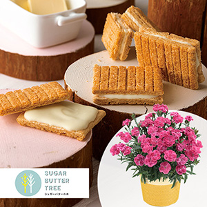 ��̓��@���A���Z�b�g�u�V���K�[�o�^�[�̖؁@�V���K�[�o�^�[�T���h�̖؁v